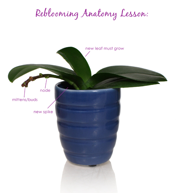 anatomy of a reblooming mini orchid anatomy of a reblooming mini orchid