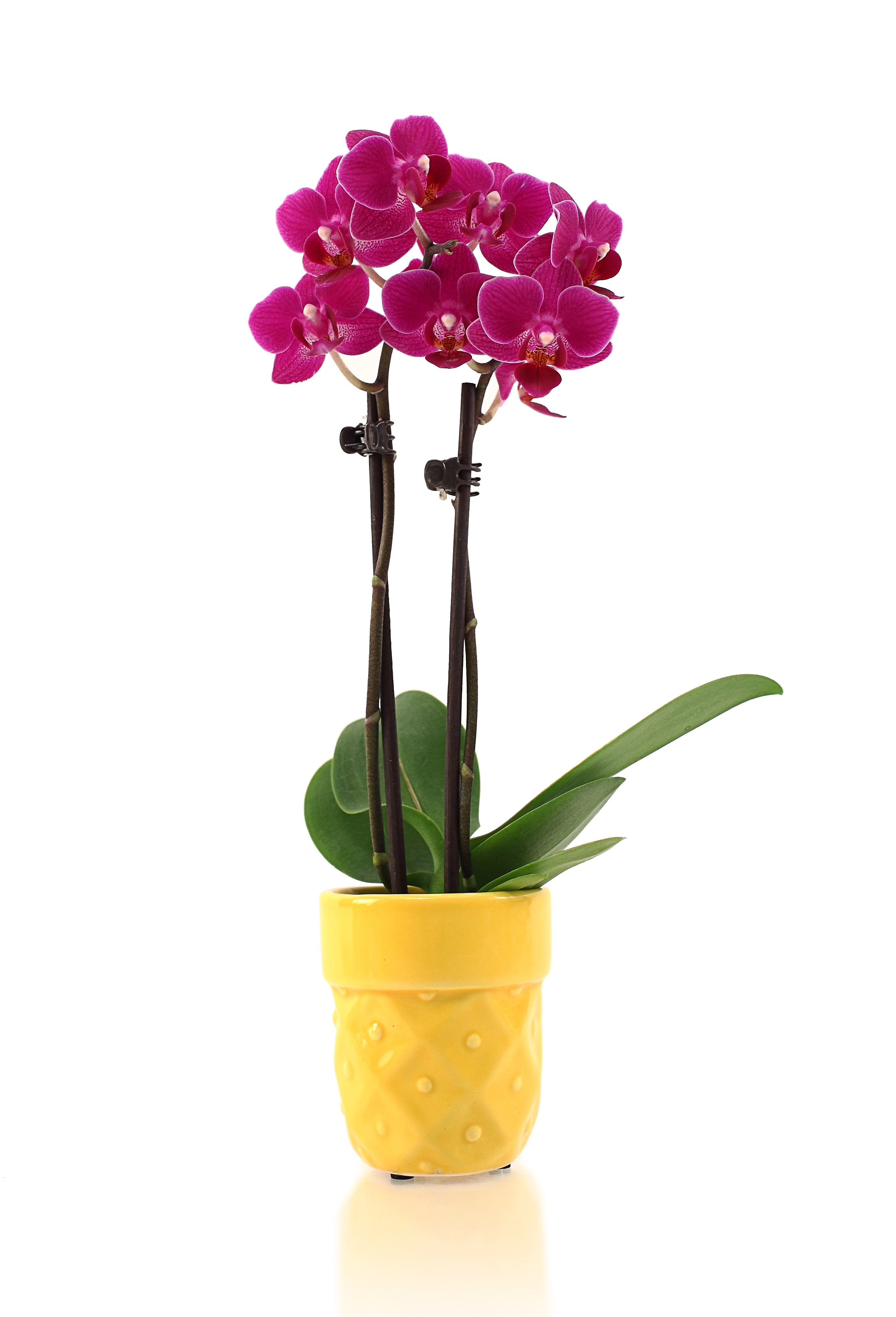 Watering Orchid Minis Orchid Care Just Add Ice Orchids