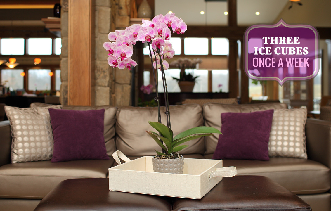 Just Add Ice Orchids
