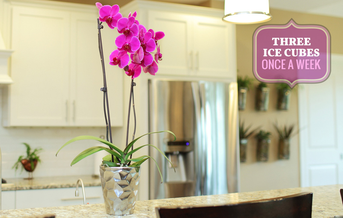 Just Add Ice Orchids