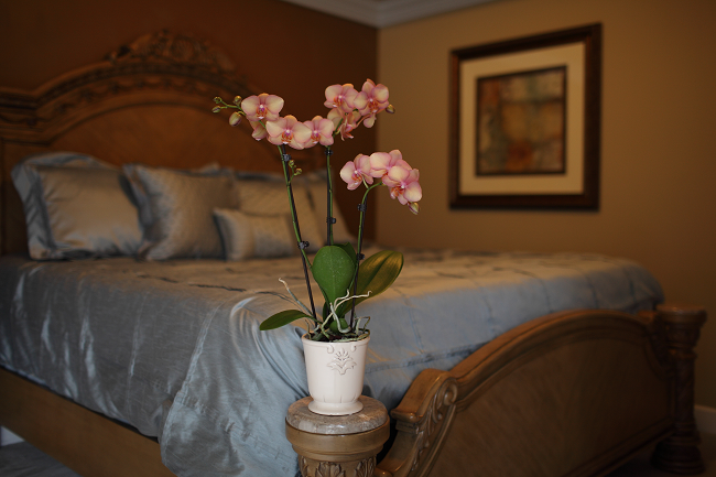 Creative Ways to Decorate with Orchids