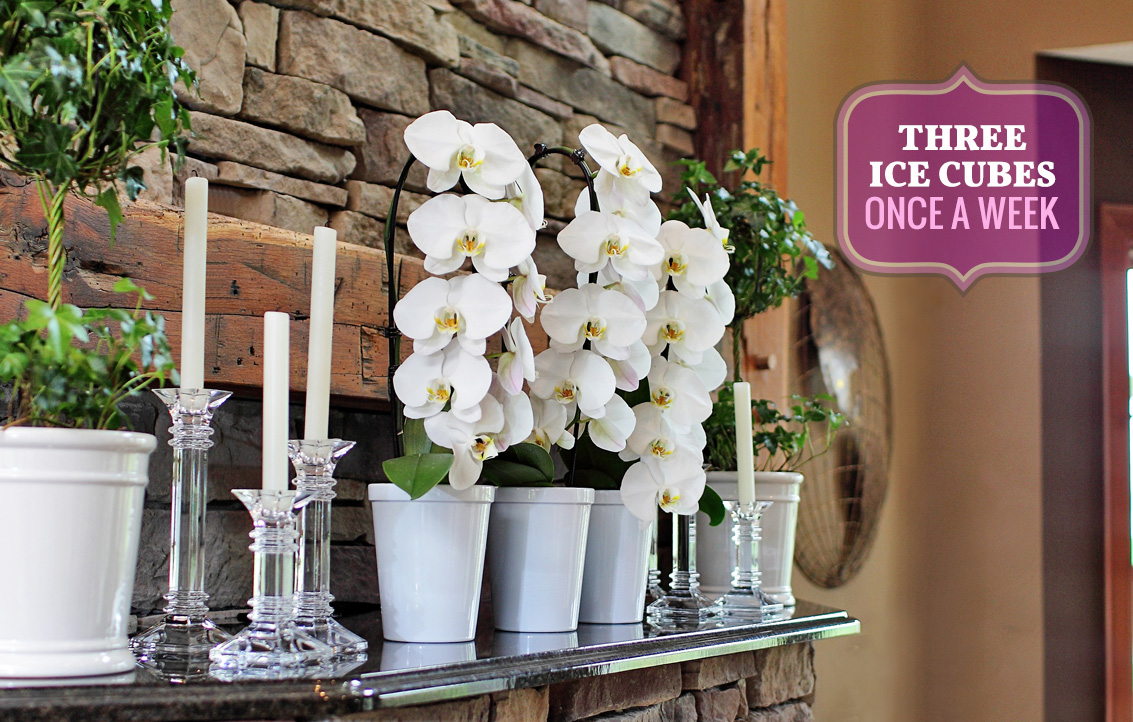 Just Add Ice Orchids