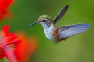 hummingbird