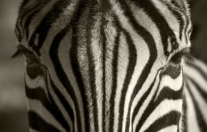 zebra