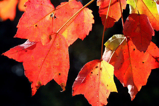 Autumn Leaves