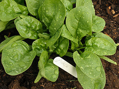 spinach
