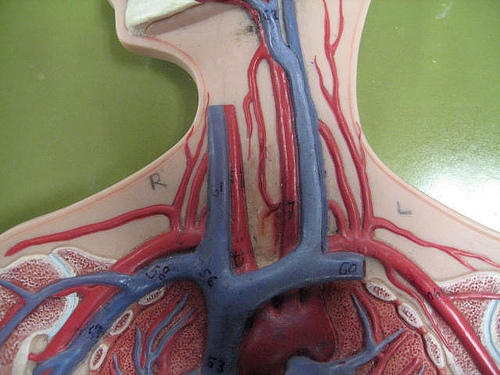anatomy