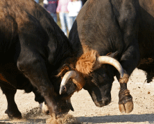 Butting Heads