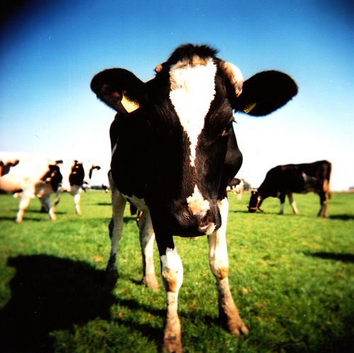 cow