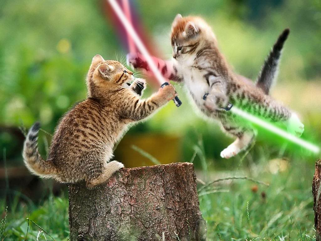 dueling cats twitter dying