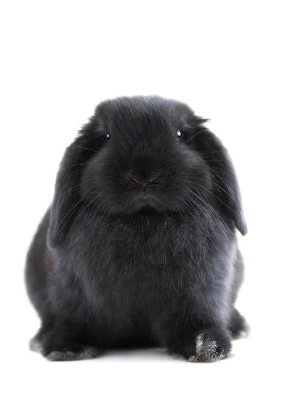 fuzzy bunny