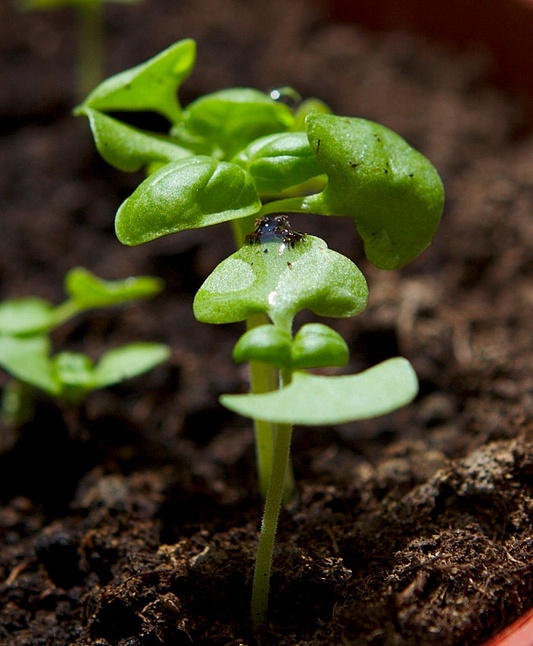 grow