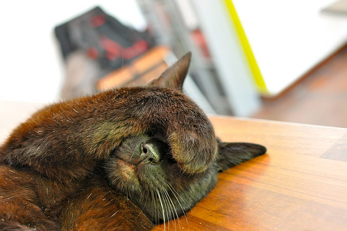 hiding kitty