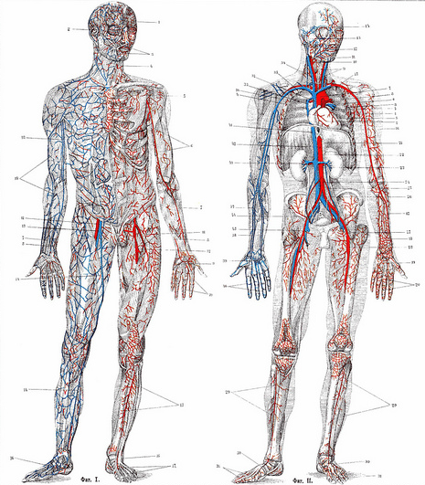 human anatomy
