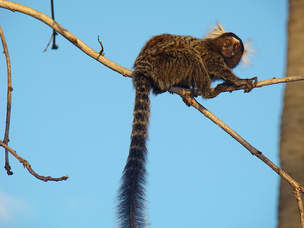 long tail keyword search