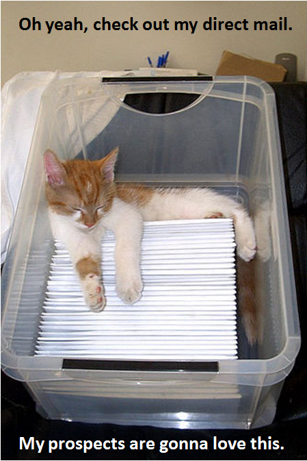 outbound kitten 9 resized 600