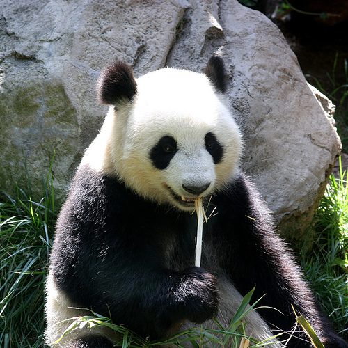 hungry panda