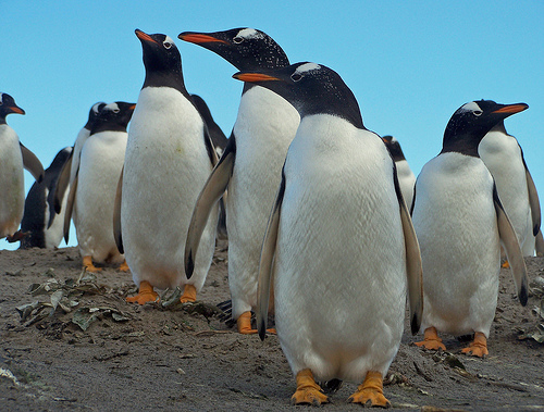 penguins