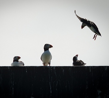 puffin landing