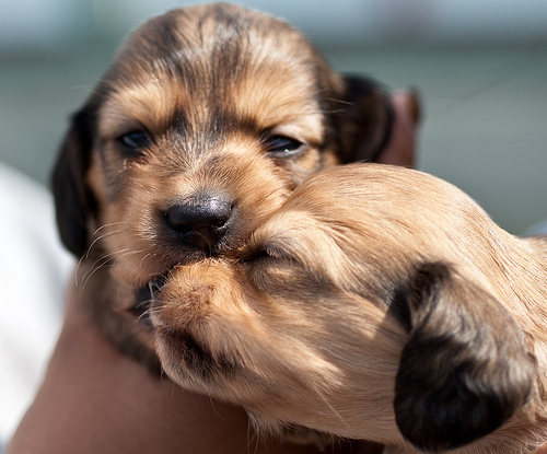 puppies