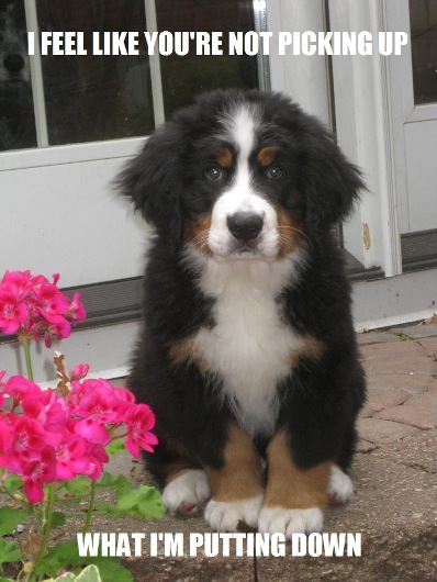 puppy with communication problems
