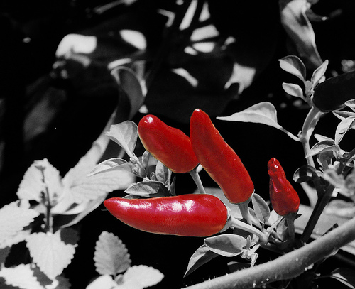 spice up email