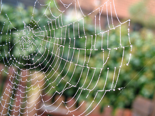 spider web