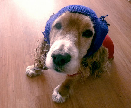 Thinking Cap Dog
