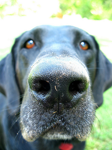 under nose