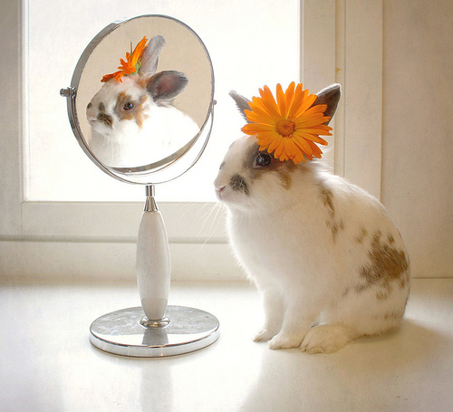 vanity bunny