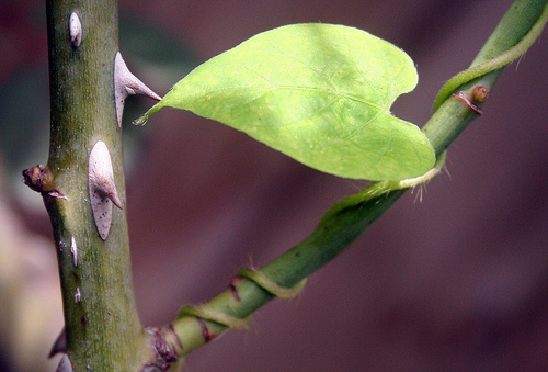 vine on rose