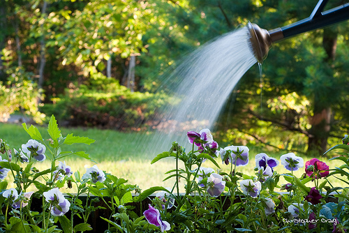 watering plants