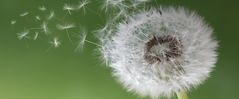 dandelion