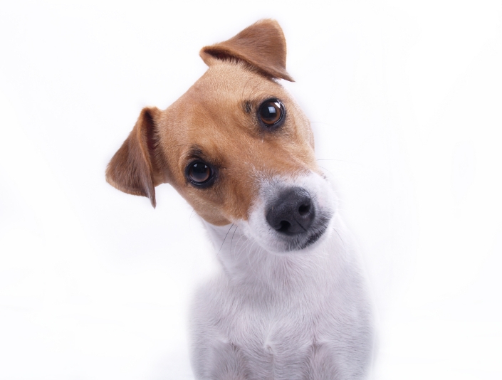 confused pup cropped