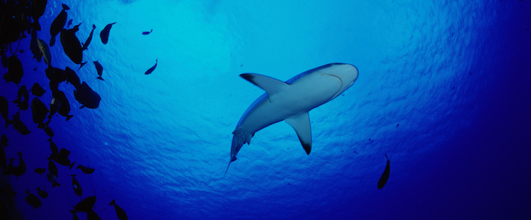 Shark Tank' Stars Share 50 Business Tips
