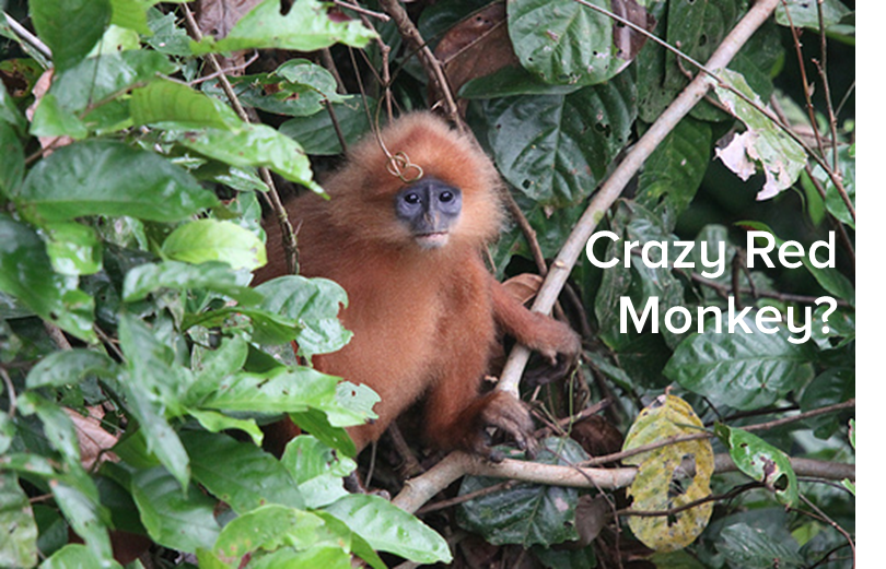 crazy-red-monkey-2.jpg