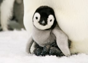 penguin-chick-cropped