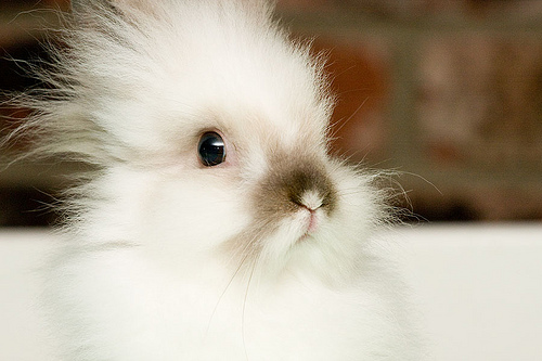 fluffy-white-bunny-aw