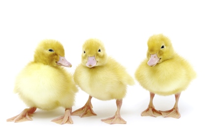 baby-ducks