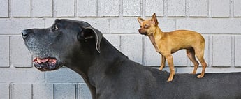 Bigdoglittledog.jpg Bigdoglittledog.jpg