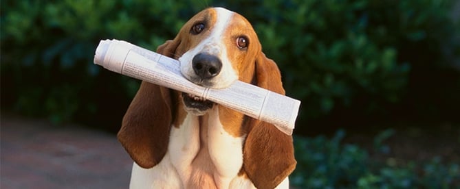 Dogwithpaper Dogwithpaper {focus_keyword} eight of the Best possible B2B Writer E mail Newsletters Dogwithpaper