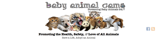 {focus_keyword} The 20 Very best Web sites for Losing Time on the Web baby animal cams