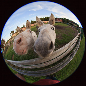 fish-eye-horses.jpg fish-eye-horses.jpg