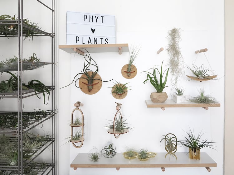 phyt plants