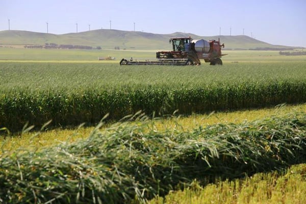 Grass Fed Cattle Grass Fed Cattle