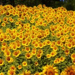 sunflowers-76119_640