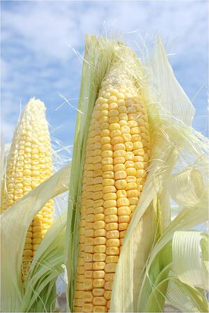 Corn