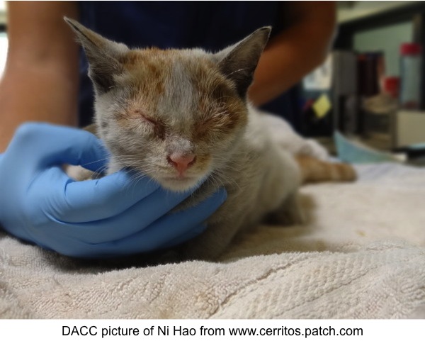 Shipping Container Stowaway Kitten