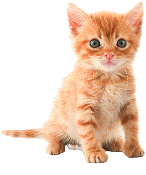 cute kitten public domain