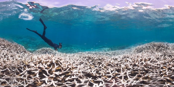 Coral Bleaching Coral Bleaching